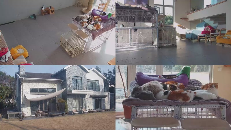 【2026-01-22 09点场】喵放送：喵放送☀️喵呜~