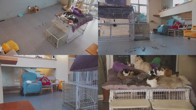 【2026-01-23 07点场】喵放送：喵放送☀️喵呜~