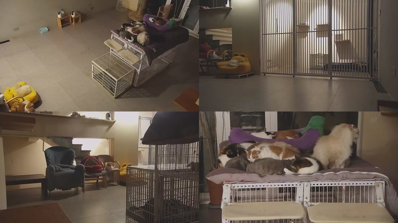 【2026-01-24 01点场】喵放送：喵放送☀️喵呜~