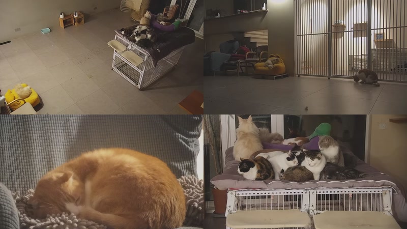 【2026-01-25 01点场】喵放送：喵放送☀️喵呜~