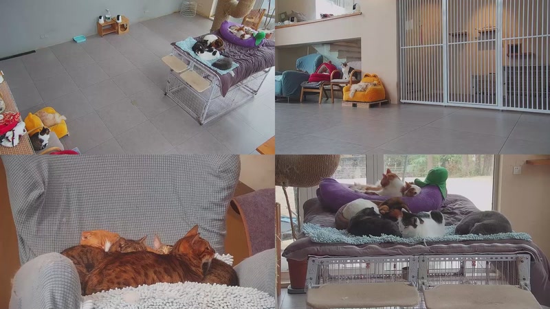 【2026-01-27 13点场】喵放送：喵放送☀️喵呜~