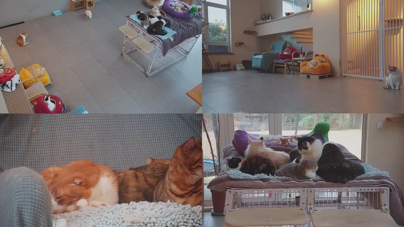 【2026-01-27 07点场】喵放送：喵放送☀️喵呜~