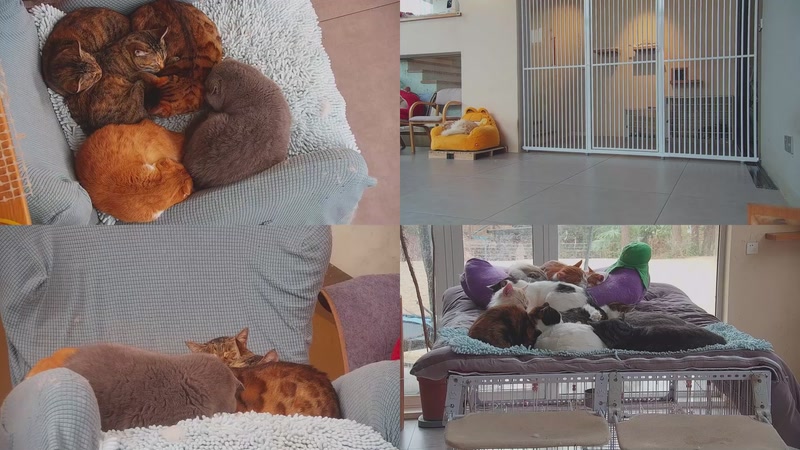 【2026-01-27 09点场】喵放送：喵放送☀️喵呜~