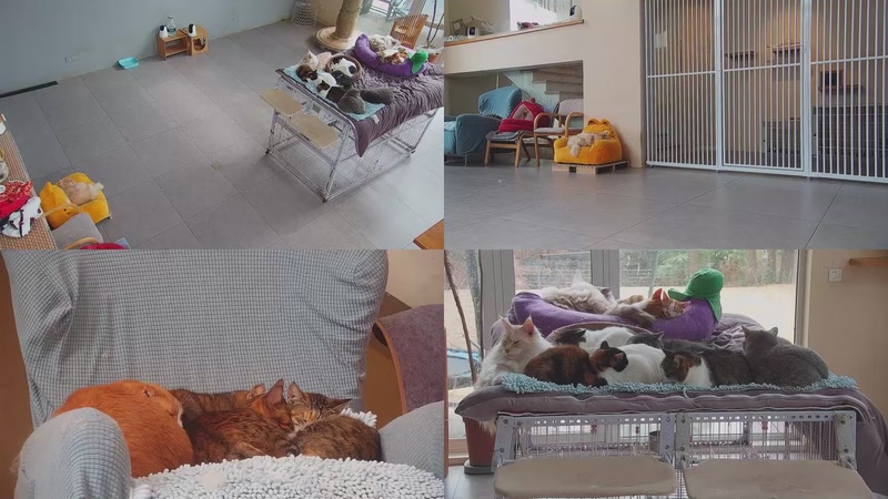 【2026-01-27 11点场】喵放送：喵放送☀️喵呜~