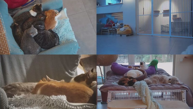 【2026-01-29 07点场】喵放送：喵放送☀️喵呜~