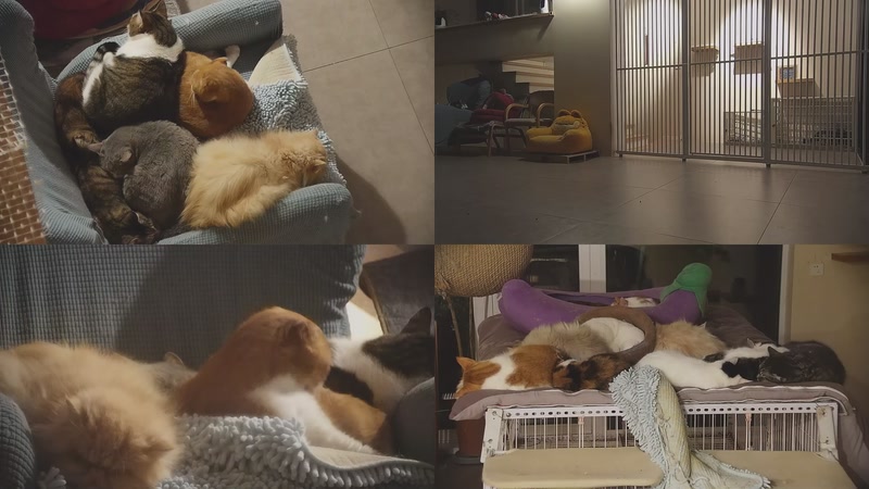 【2026-01-29 03点场】喵放送：喵放送☀️喵呜~