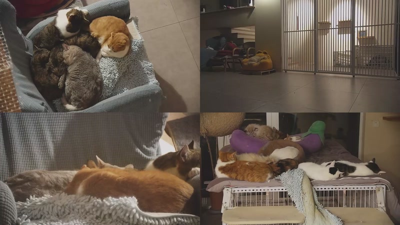 【2026-01-29 05点场】喵放送：喵放送☀️喵呜~