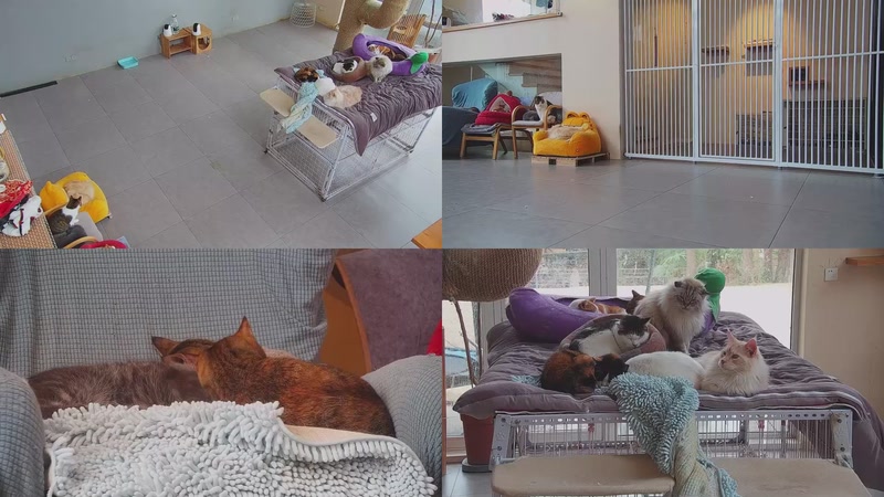 【2026-01-29 09点场】喵放送：喵放送☀️喵呜~