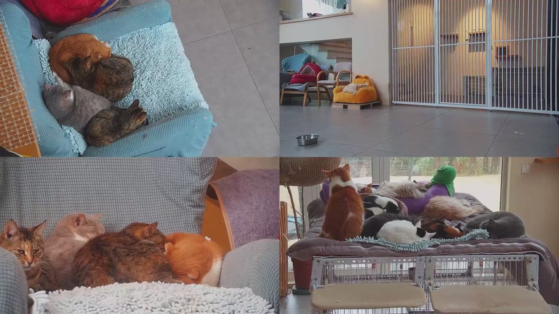 【2026-01-30 11点场】喵放送：喵放送☀️喵呜~