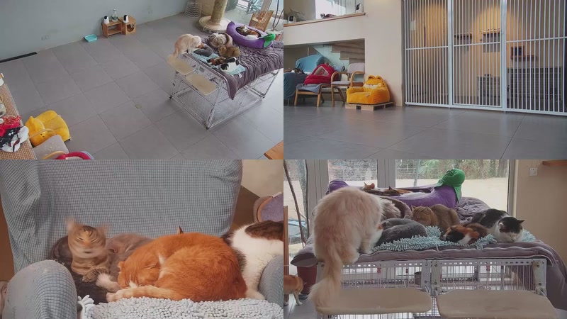 【2026-01-31 15点场】喵放送：喵放送☀️喵呜~