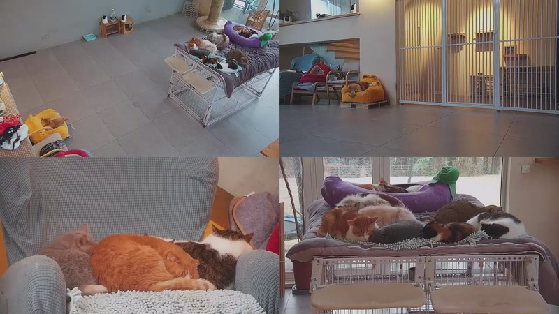 【2026-01-31 17点场】喵放送：喵放送☀️喵呜~