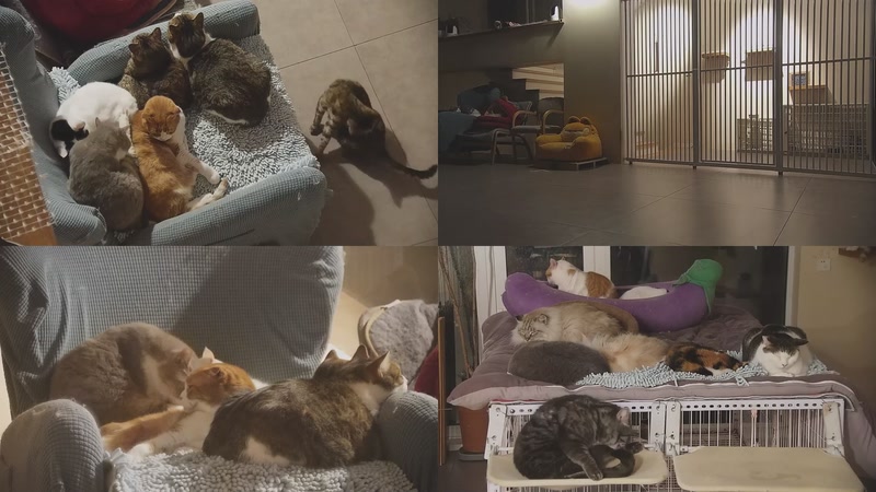 【2026-01-31 19点场】喵放送：喵放送☀️喵呜~