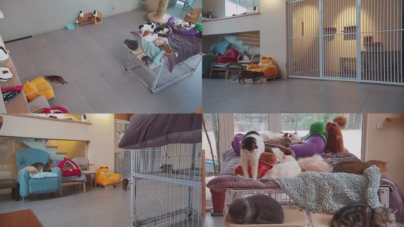 【2026-02-01 17点场】喵放送：喵放送☀️喵呜~