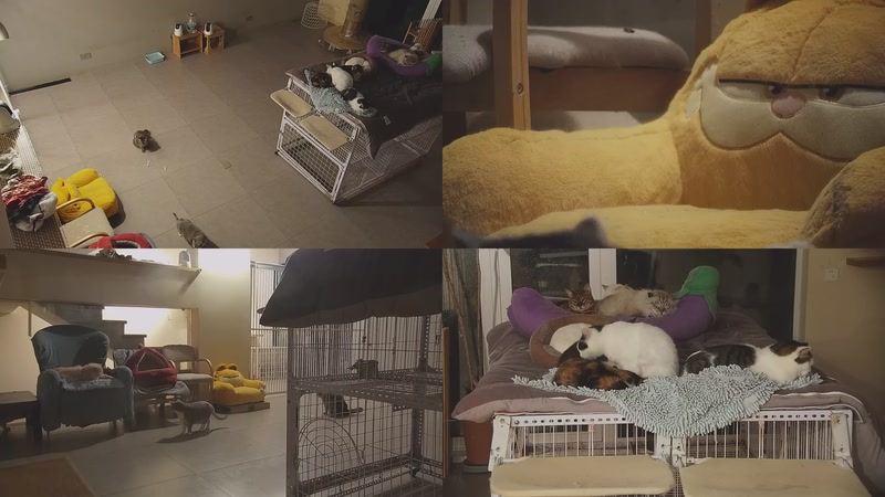 【2026-02-01 13点场】喵放送：喵放送☀️喵呜~