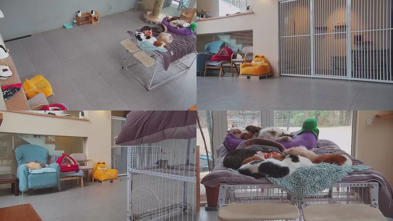 【2026-02-01 15点场】喵放送：喵放送☀️喵呜~