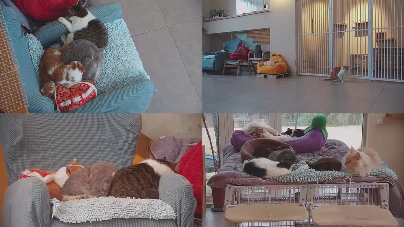 【2026-02-02 17点场】喵放送：喵放送☀️喵呜~