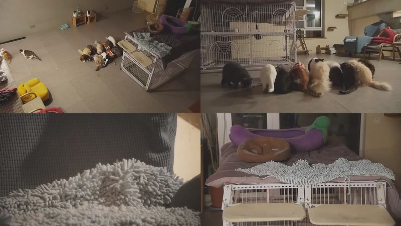 【2026-02-02 21点场】喵放送：喵放送☀️喵呜~