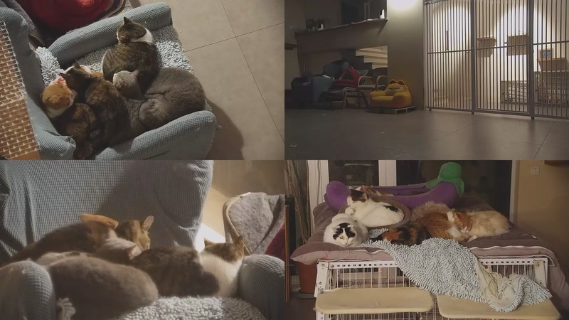 【2026-02-02 05点场】喵放送：喵放送☀️喵呜~