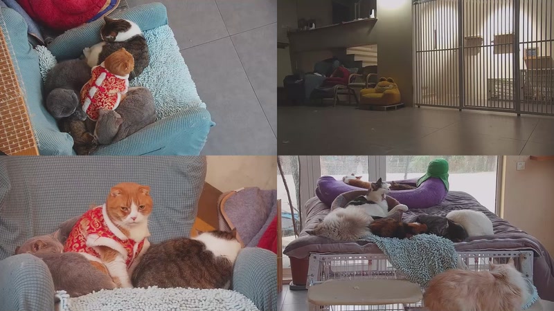 【2026-02-02 07点场】喵放送：喵放送☀️喵呜~