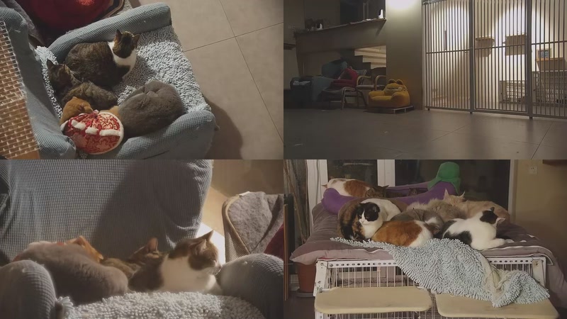 【2026-02-01 23点场】喵放送：喵放送☀️喵呜~