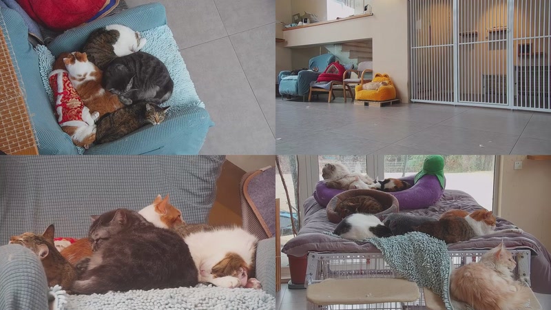 【2026-02-02 15点场】喵放送：喵放送☀️喵呜~