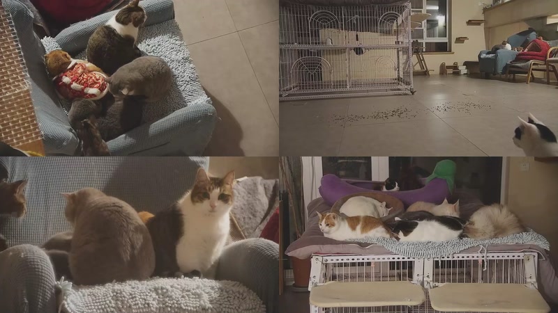 【2026-02-02 23点场】喵放送：喵放送☀️喵呜~