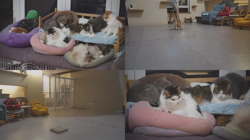 【2026-02-12 11点场】喵放送：喵放送☀️喵呜~