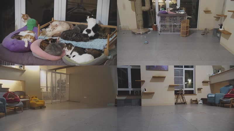 【2026-02-13 03点场】喵放送：喵放送☀️喵呜~