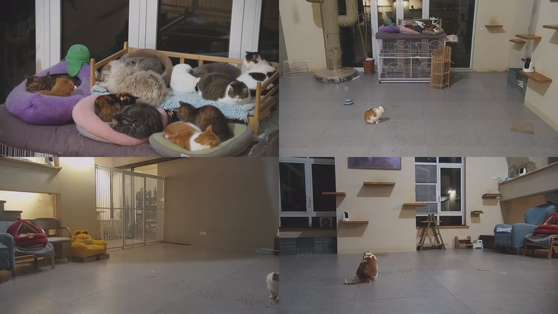 【2026-02-13 01点场】喵放送：喵放送☀️喵呜~