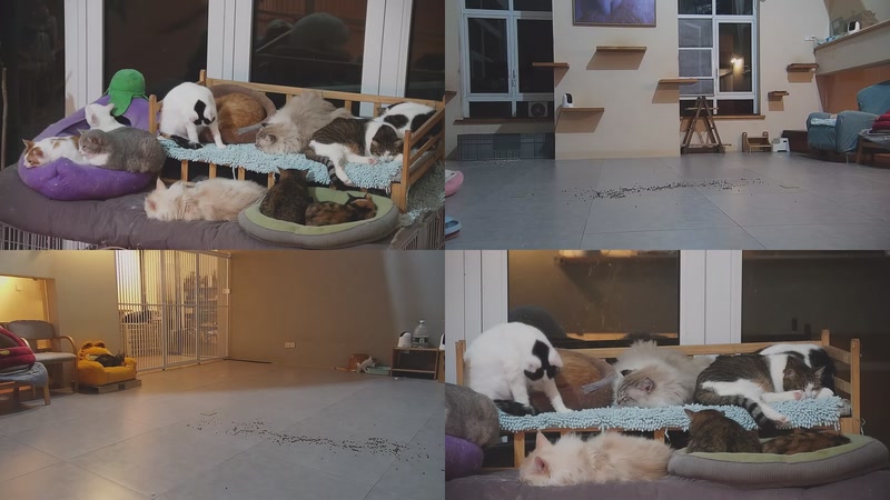 【2026-02-15 01点场】喵放送：喵放送☀️喵呜~