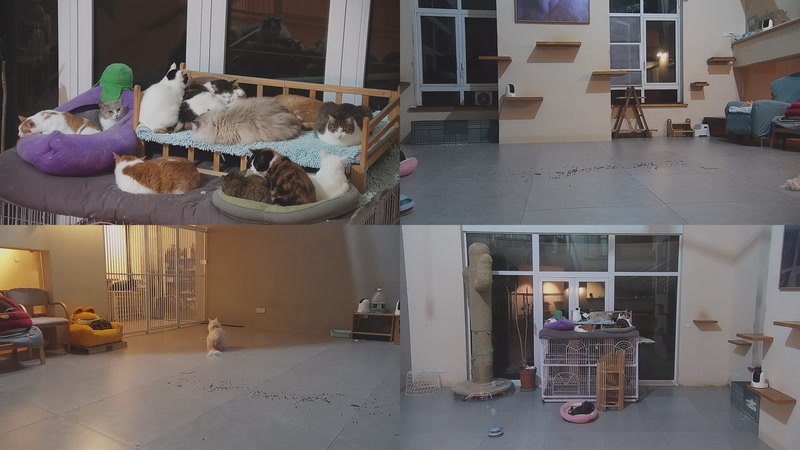 【2026-02-15 05点场】喵放送：喵放送☀️喵呜~