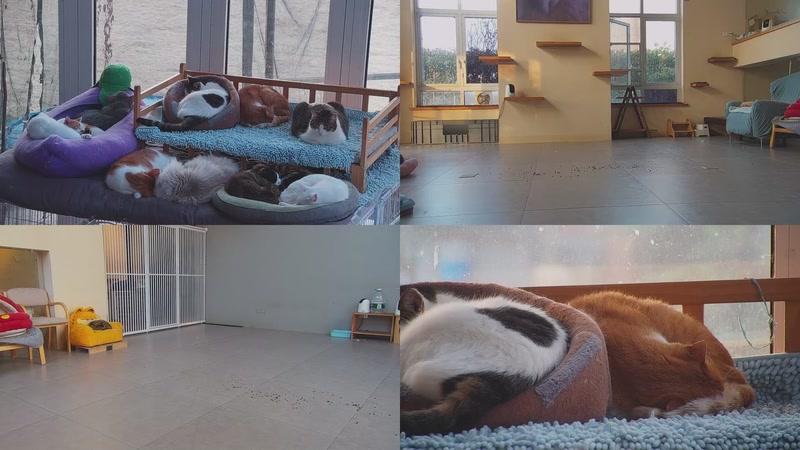 【2026-02-15 07点场】喵放送：喵放送☀️喵呜~