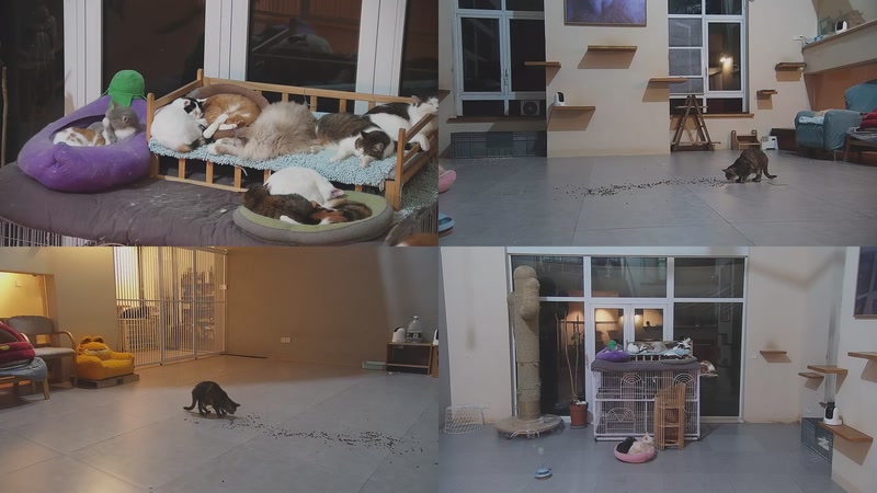 【2026-02-15 03点场】喵放送：喵放送☀️喵呜~