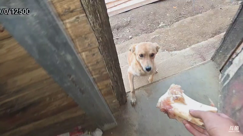 【2026-02-23 20点场】主播大飞牛肉：斯里兰卡贫民窟山顶别墅改造Day5