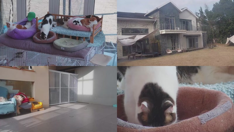 【2026-02-23 15点场】喵放送：喵放送☀️喵呜~