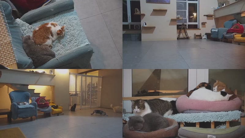 【2026-02-23 19点场】喵放送：喵放送☀️喵呜~