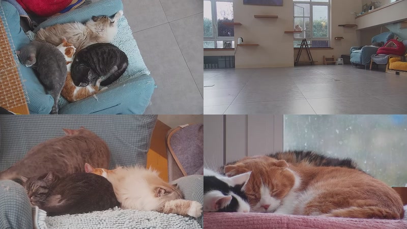 【2026-02-23 17点场】喵放送：喵放送☀️喵呜~