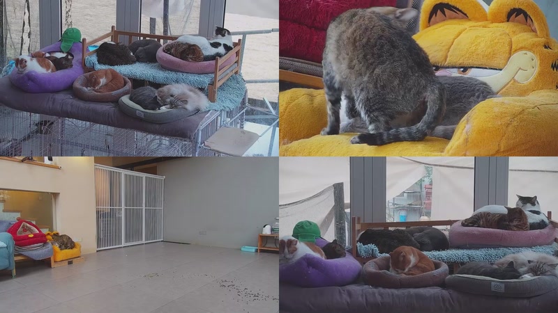 【2026-02-25 09点场】喵放送：喵放送☀️喵呜~