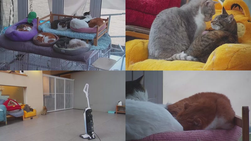 【2026-02-25 15点场】喵放送：喵放送☀️喵呜~