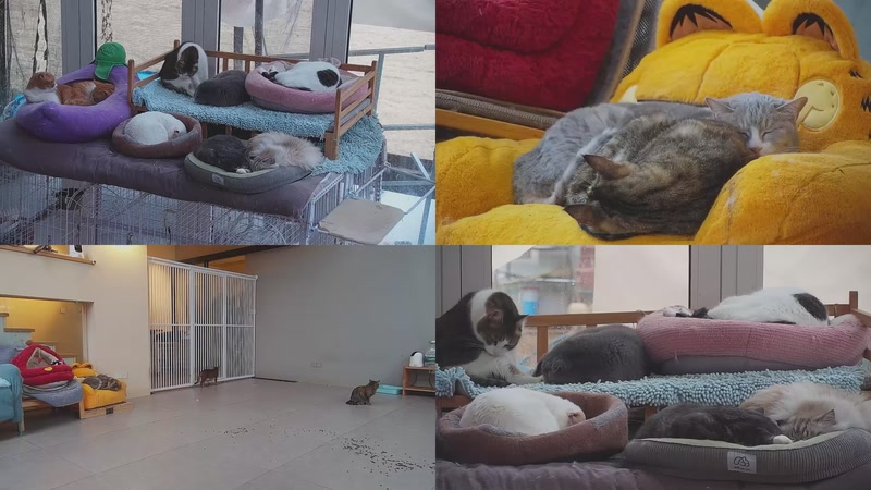 【2026-02-25 07点场】喵放送：喵放送☀️喵呜~