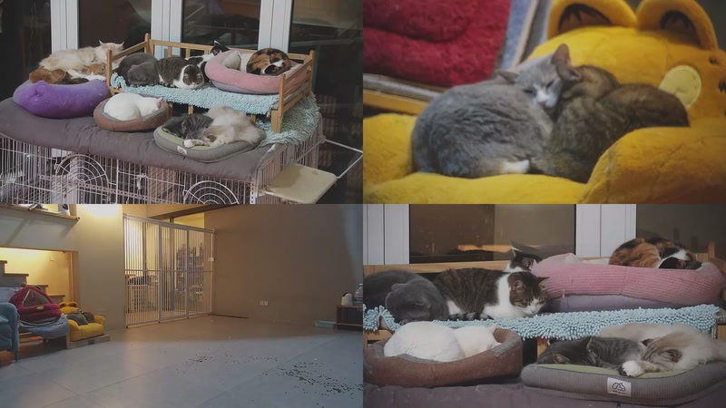 【2026-02-25 05点场】喵放送：喵放送☀️喵呜~