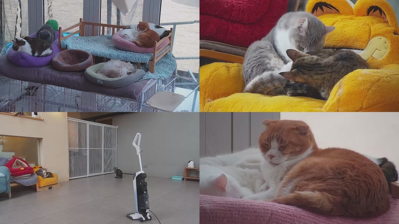 【2026-02-25 13点场】喵放送：喵放送☀️喵呜~