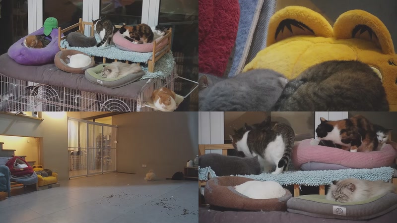 【2026-02-25 01点场】喵放送：喵放送☀️喵呜~