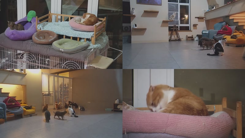 【2026-02-25 19点场】喵放送：喵放送☀️喵呜~