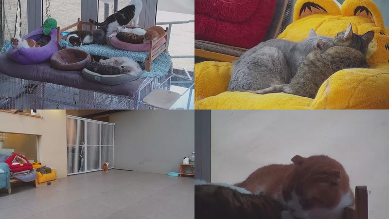 【2026-02-25 11点场】喵放送：喵放送☀️喵呜~