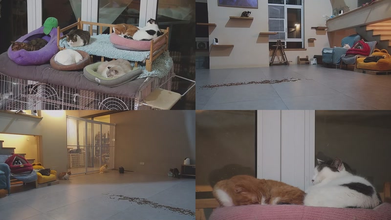 【2026-02-25 21点场】喵放送：喵放送☀️喵呜~