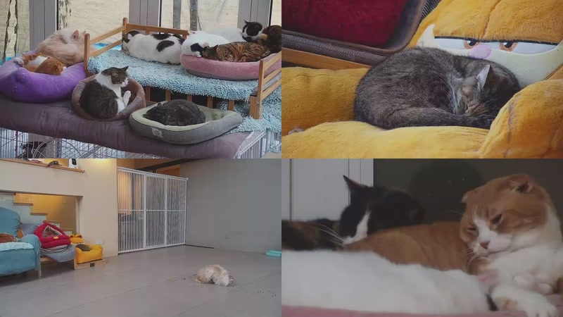 【2026-02-27 08点场】喵放送：喵放送☀️喵呜~