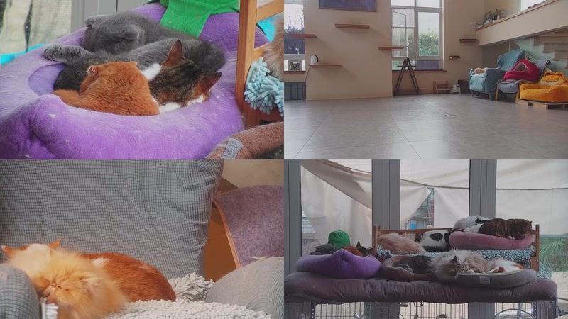 【2026-02-27 16点场】喵放送：喵放送☀️喵呜~