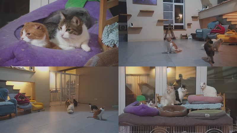 【2026-02-27 18点场】喵放送：喵放送☀️喵呜~