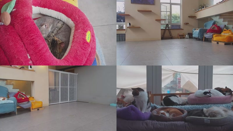 【2026-02-27 10点场】喵放送：喵放送☀️喵呜~